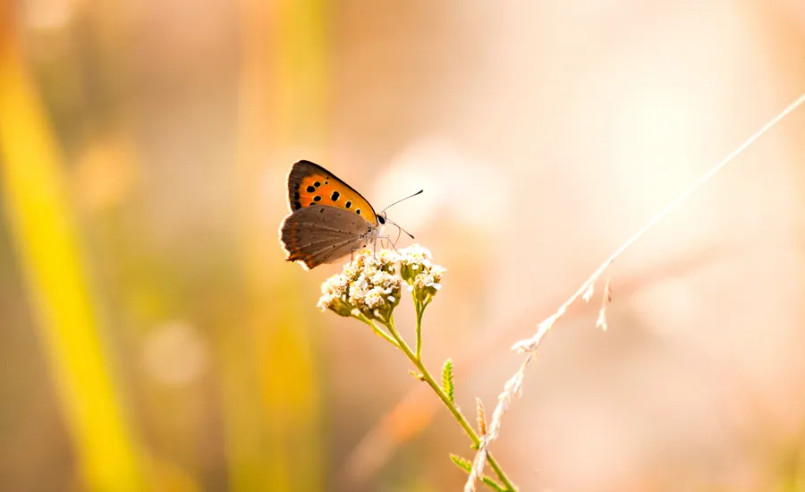 butterfly moment of gratitude