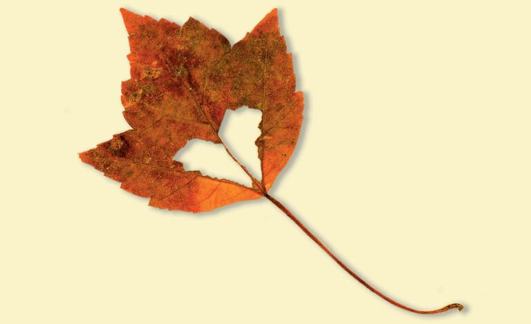 Heart-shaped leaf sign of hope and God's love