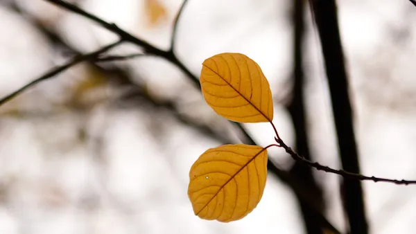 Try praying a haiku poem to freshen your prayer life.