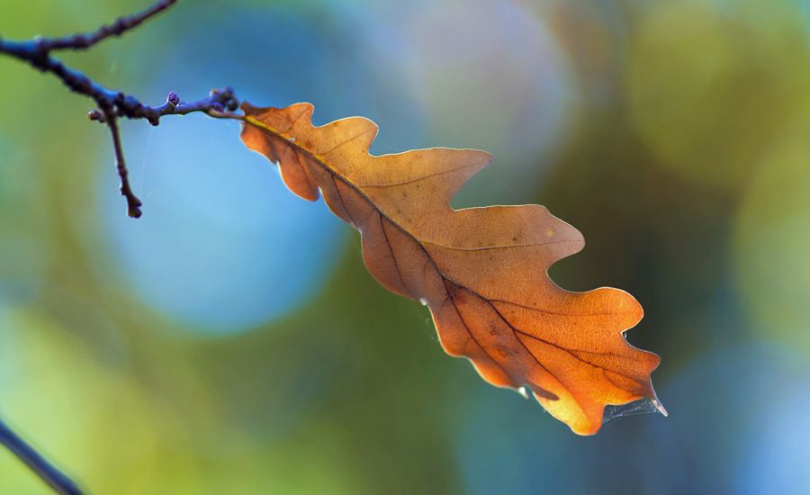 An oak leaf falling from the sky.