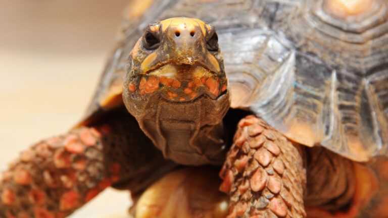 Meeting a tortoise on the NYC subway