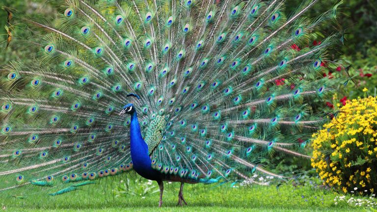 Peacock