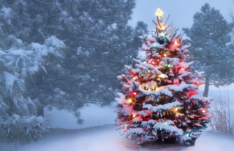 A glowing Christmas tree in a snow-covered opening of a forest with Christmas quotes