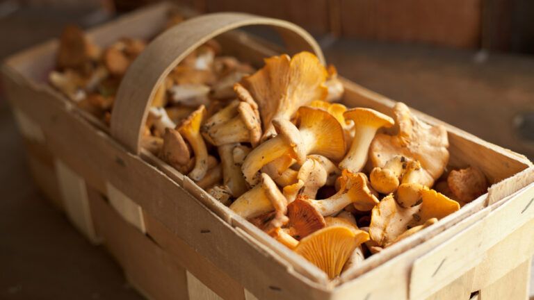 Basket of Mushrooms