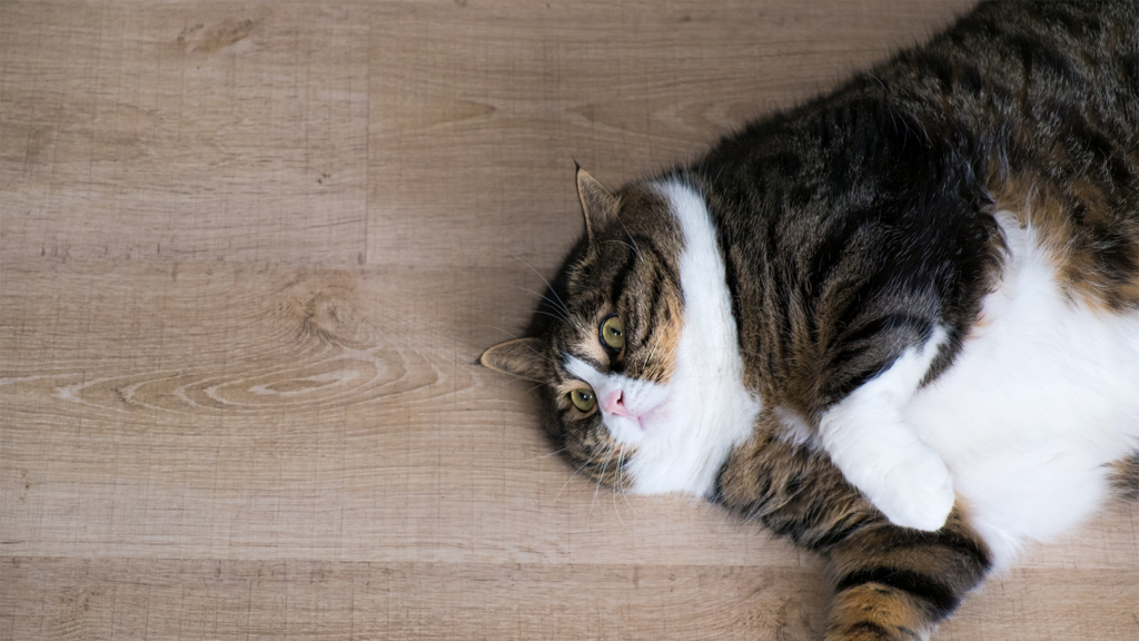 Exercises for Overweight Cats
