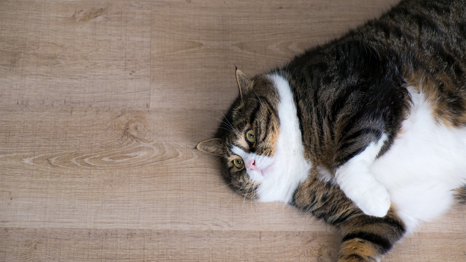 Exercises For Overweight Cats Guideposts