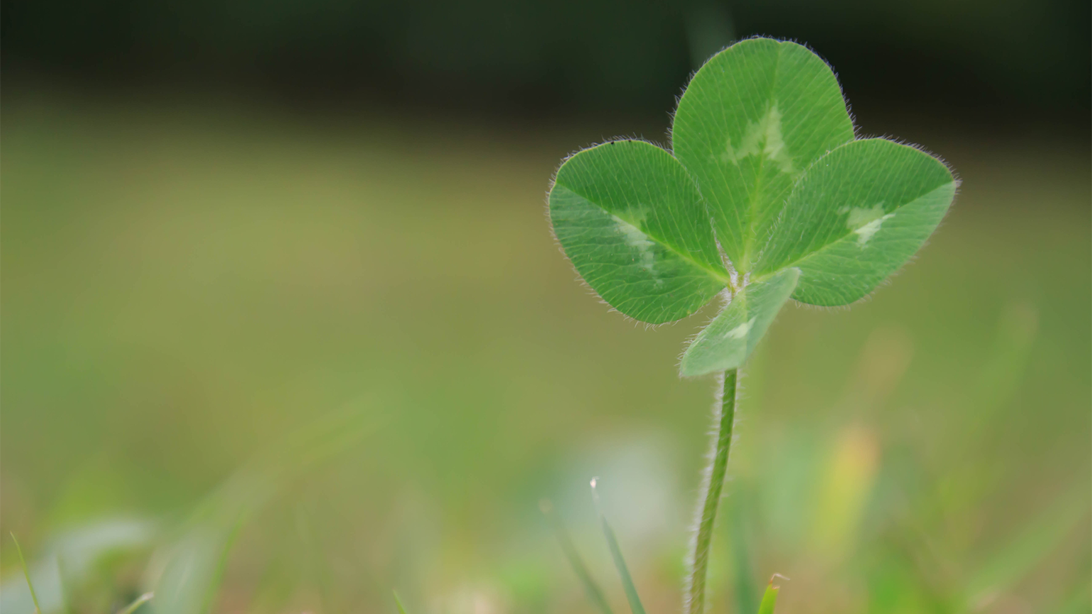 Is It Hard To Find A 4 Leaf Clover