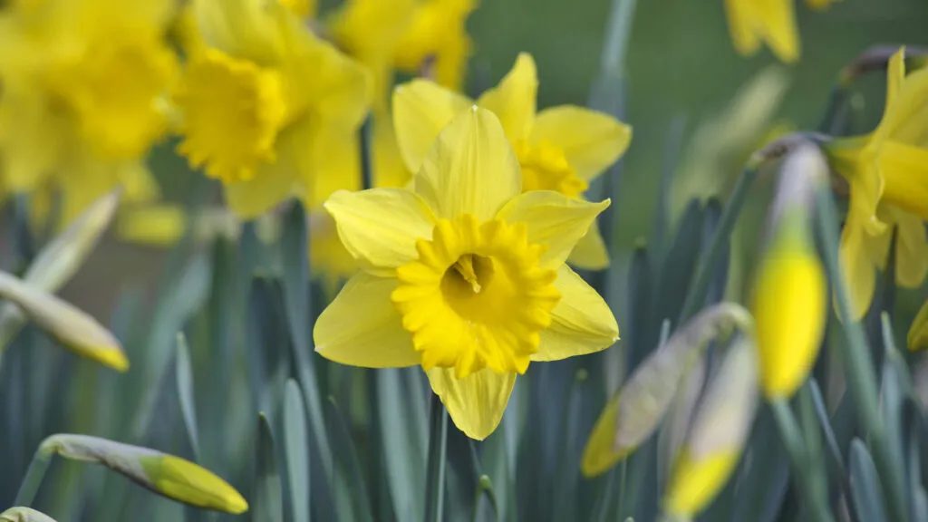 Daffodils