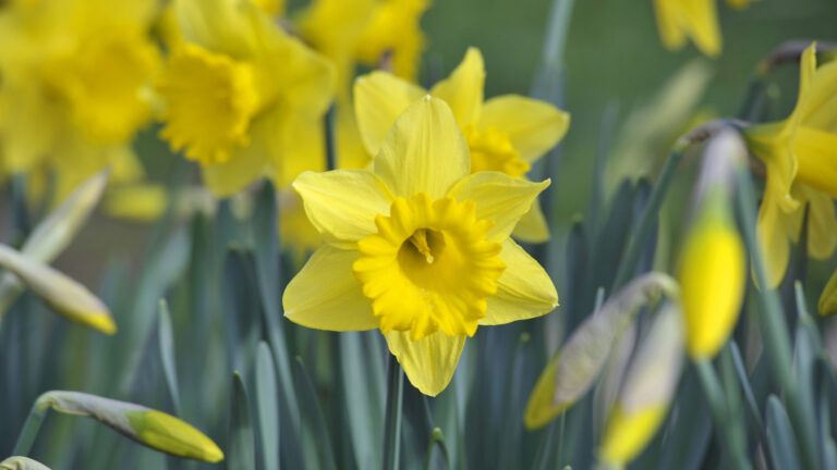 Daffodils