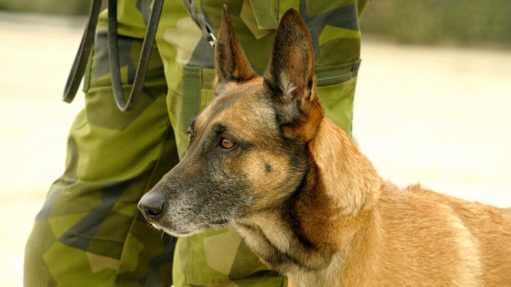 K9 Veterans Day honors our military dogs.