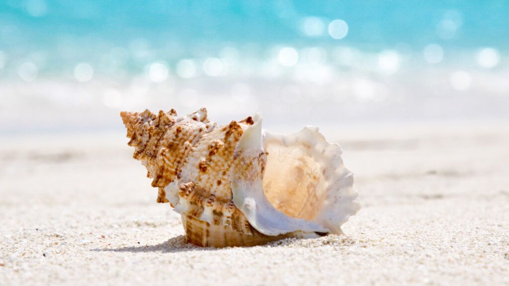 The wonder of seashells.