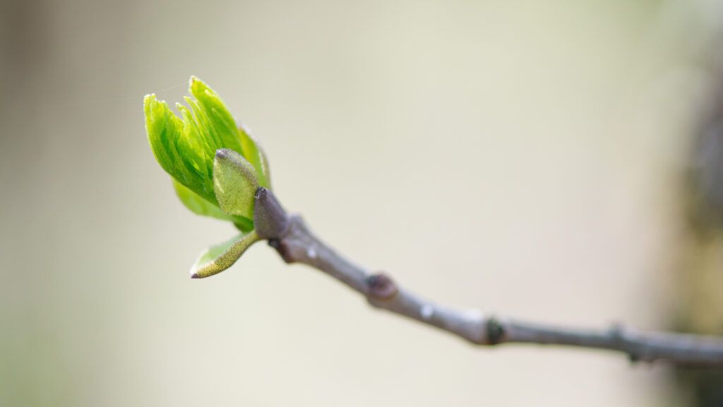 Tree in bud, promise of spring