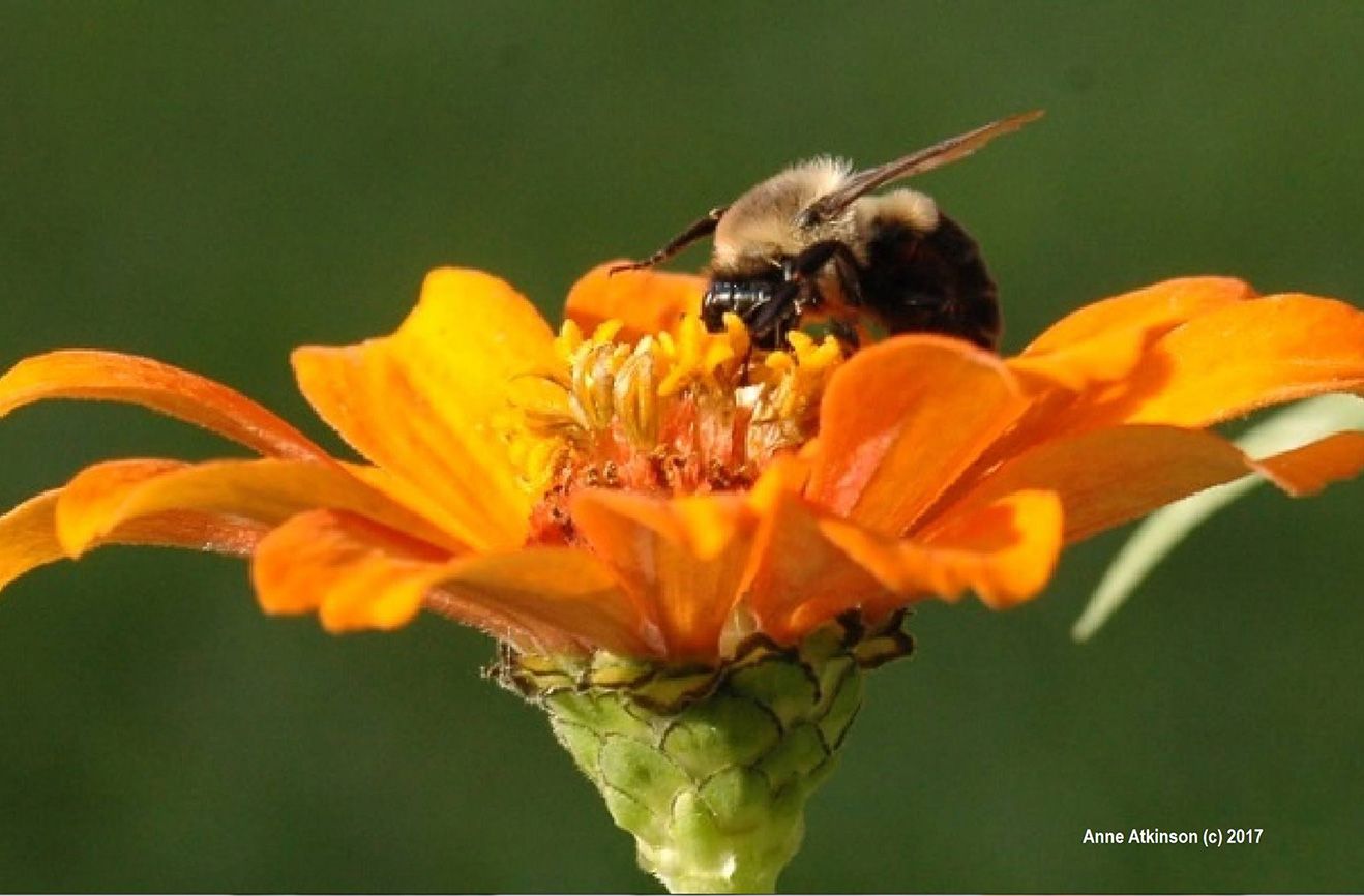 A bumble bee on a yellow flower