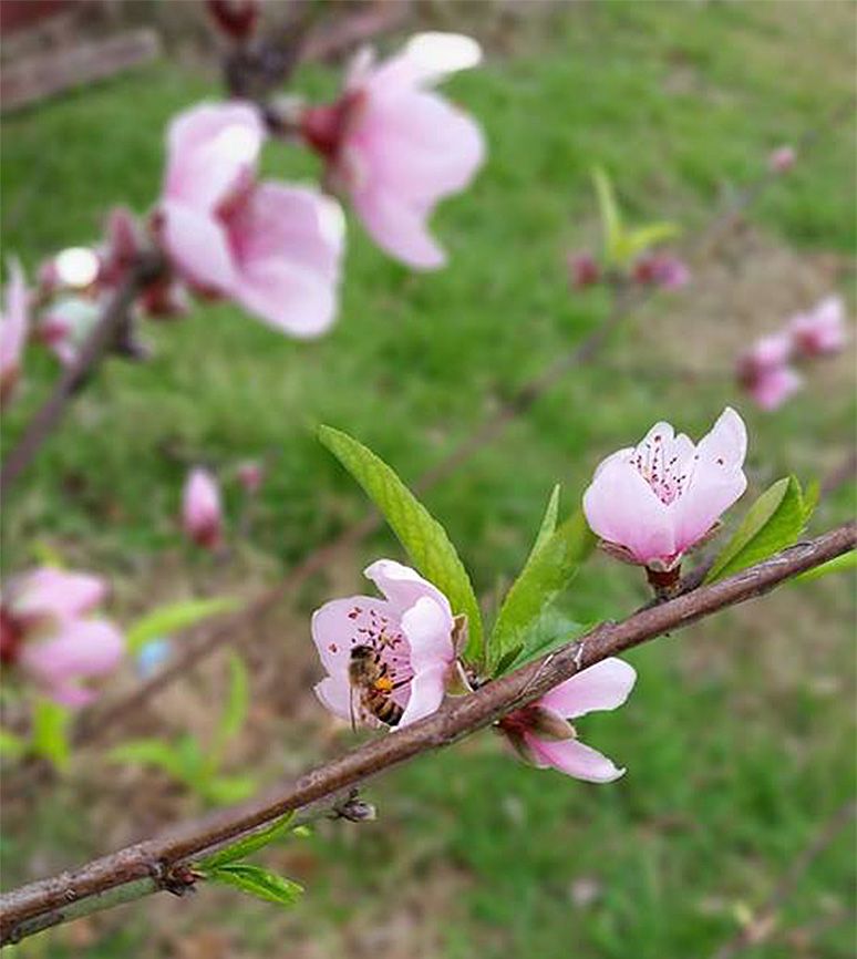 Pink blossoms serve as decorations on a tree branch