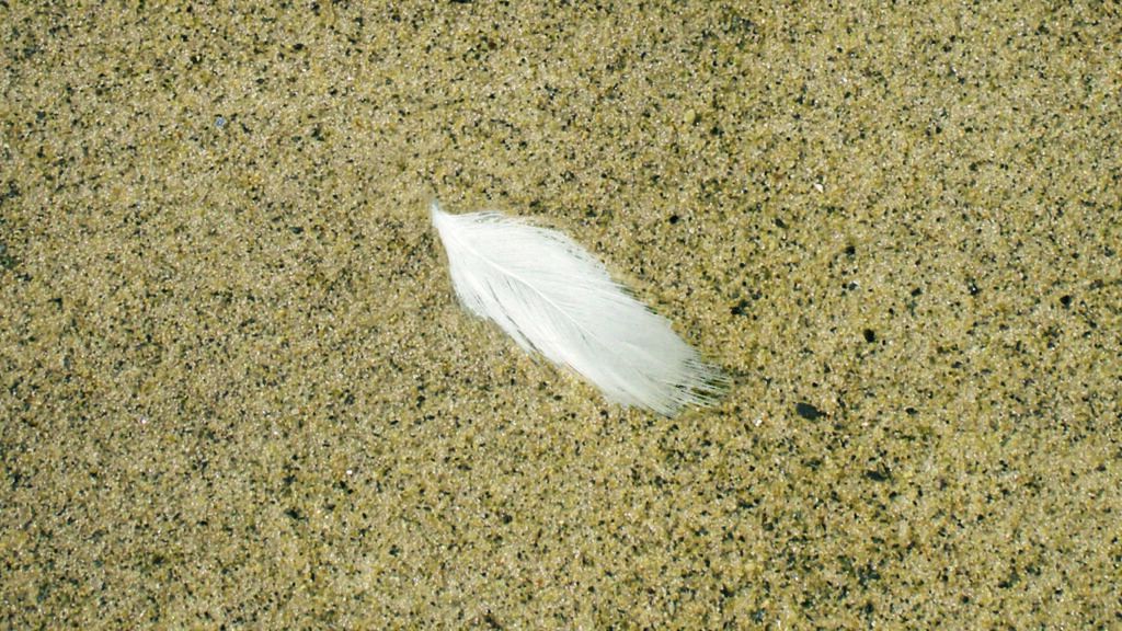A white feather on sand
