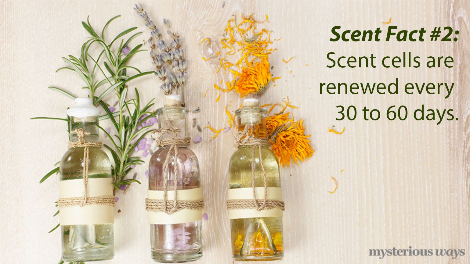Scent cells are renewed every 30 to 60 days