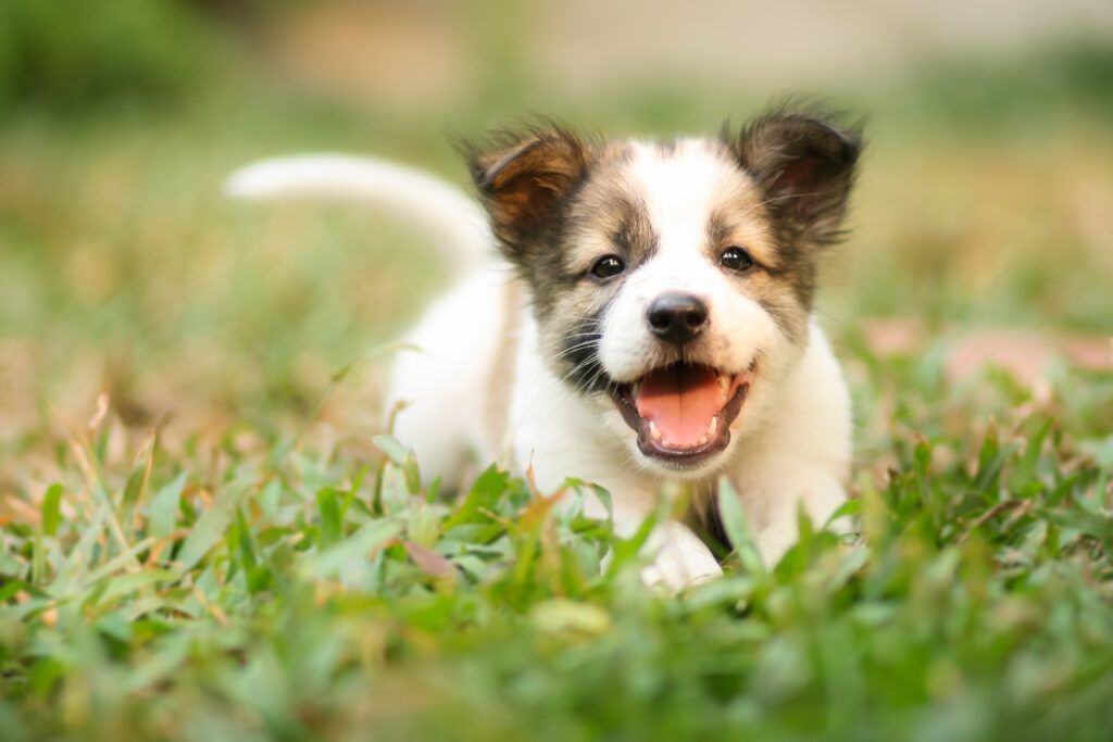 Puppy playing in grass