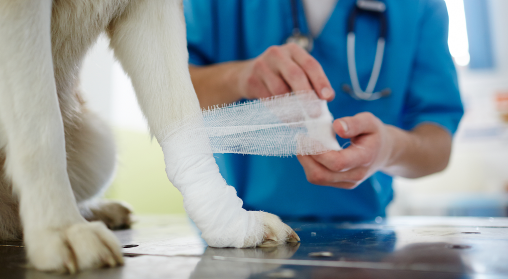 5 First Aid Tips for Pets