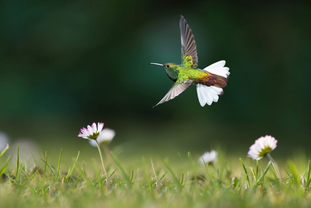 Hummingbird from Heaven