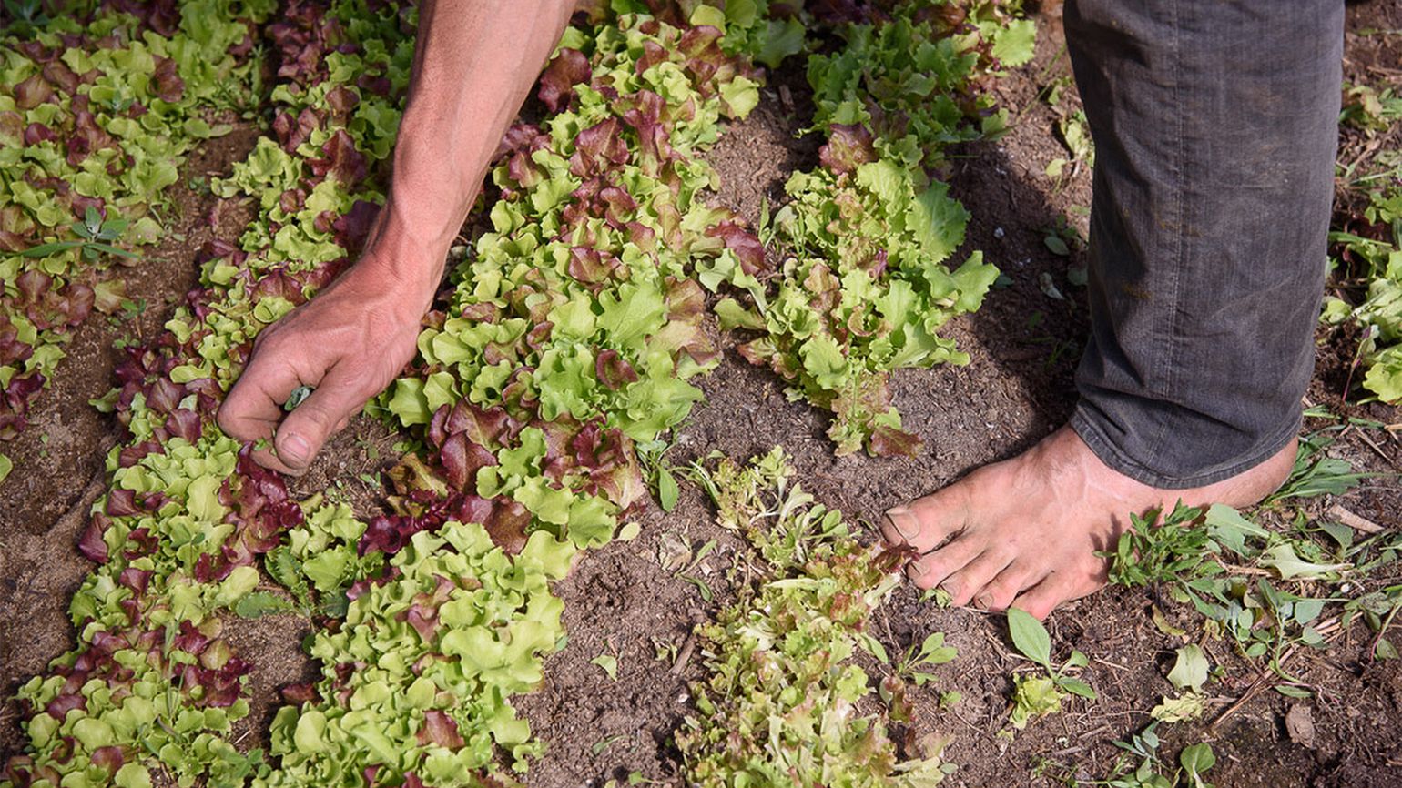 Michael leans down to weed the planted rows of lettuce on his farm