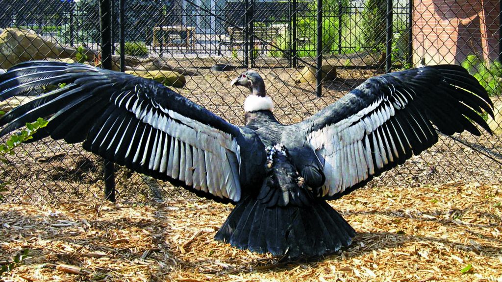 Andean condor, Lianni in her natural habitat.