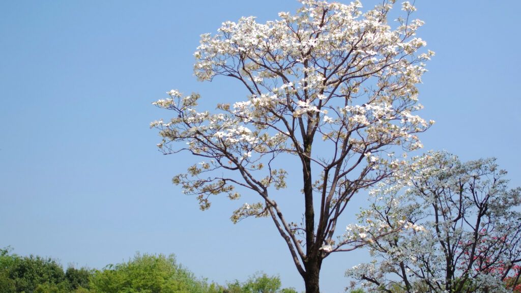 A dogwood tree in full bloom during Springtime.