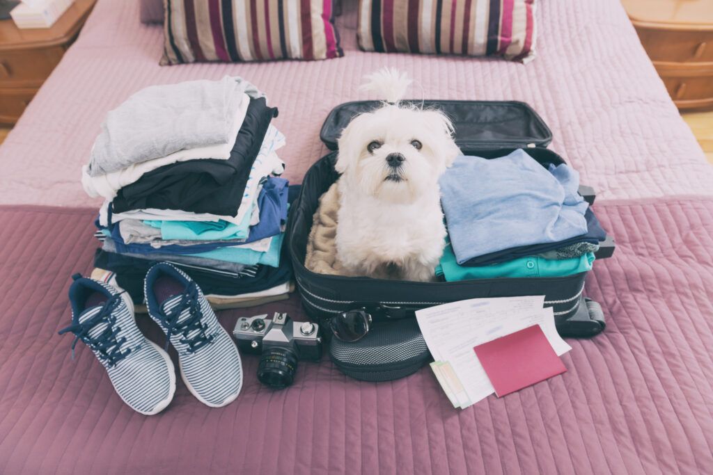 5 Must-Pack Items for Your Pooch