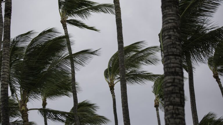 Palm trees in a storm