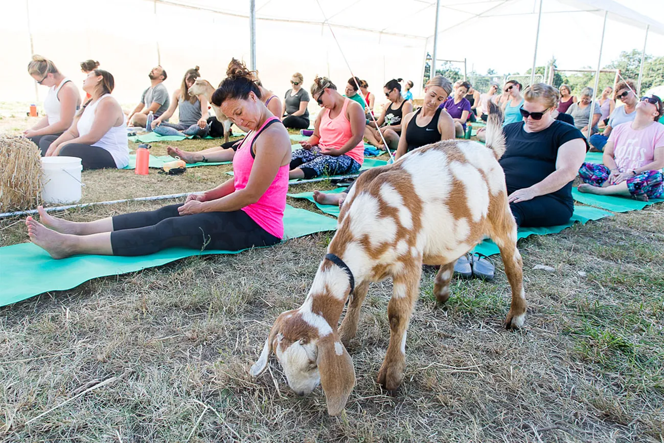 20170722_goat_yoga_043