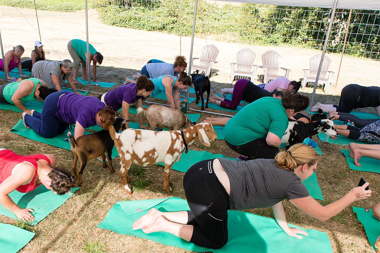 Goat Yoga: Some participants pause mid-pose to take photos of the furry class companions. Better Living Health Wellness