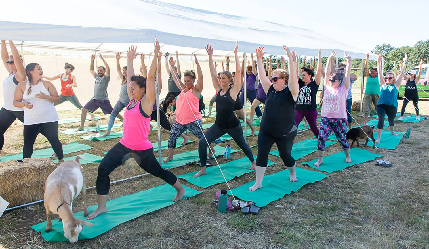 Goat Yoga: Morse says the goats help yogis focus on the present moment, a fundamental of the practice. Better Living Health Wellness