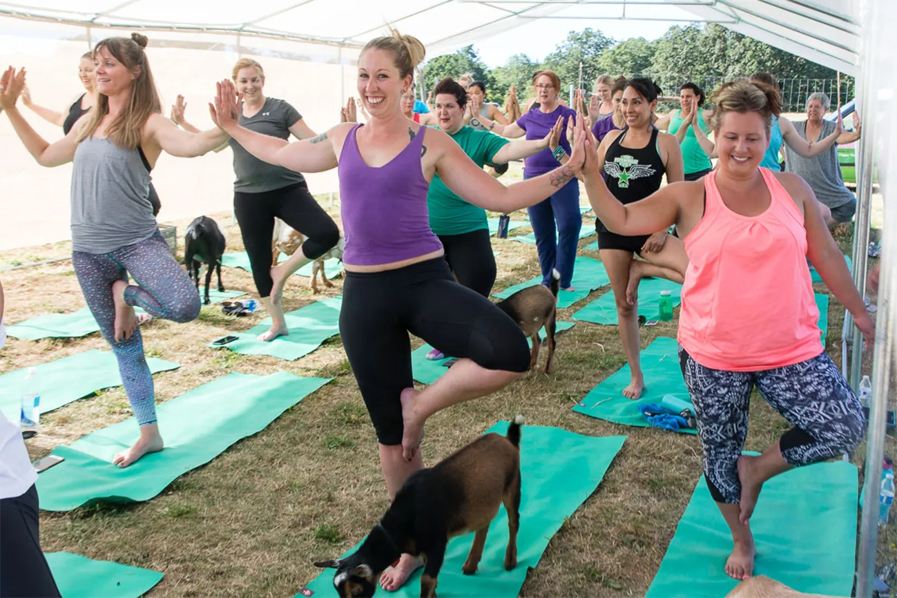 Goat Yoga: It’s hard not to smile when a goat lingers on your mat. Better Living Health Wellness