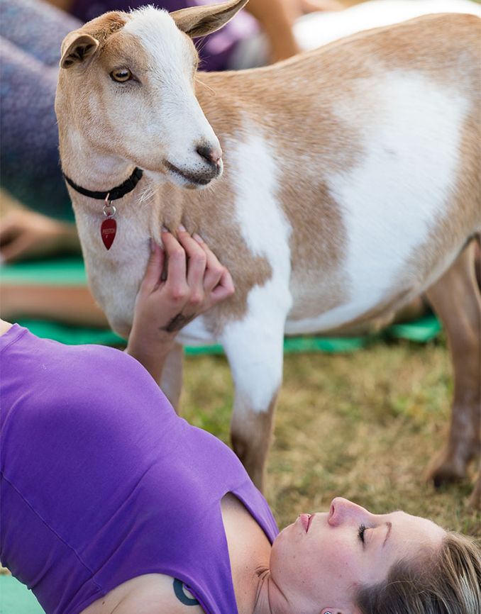 Goat Yoga: This combination of nature and exercise can be therapeutic through the bond that’s created. Better Living Health Wellness