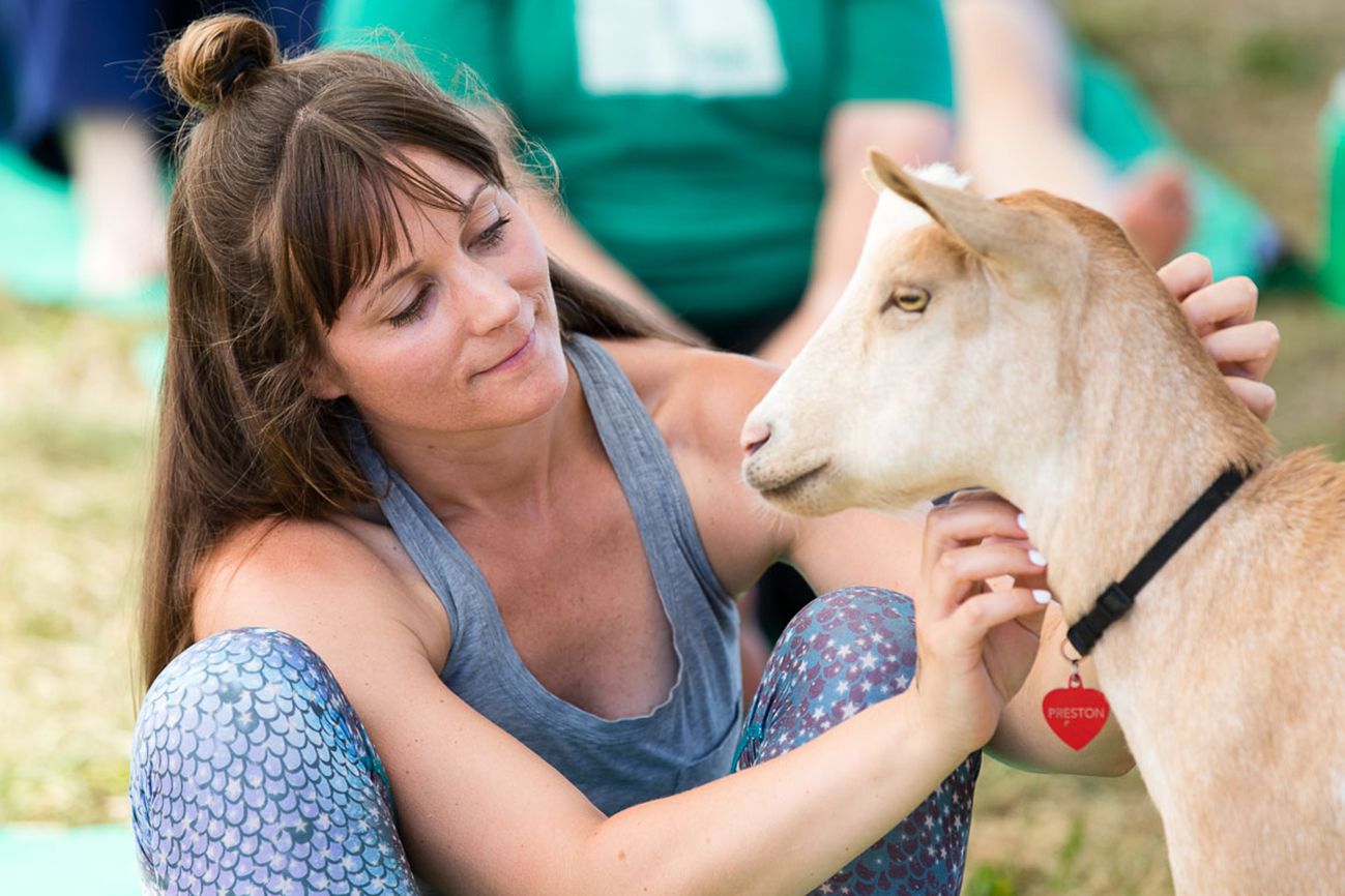 Goat Yoga: The goats sometimes choose to approach certain participants, which makes visitors feel special. Better Living Health Wellness
