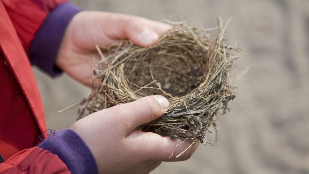 two hands hold a small empty bird nest