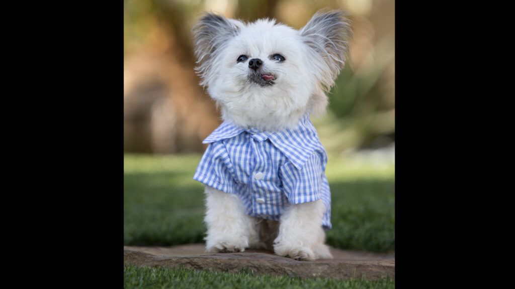 Norbert dressed in a blue check shirt with his chin up.