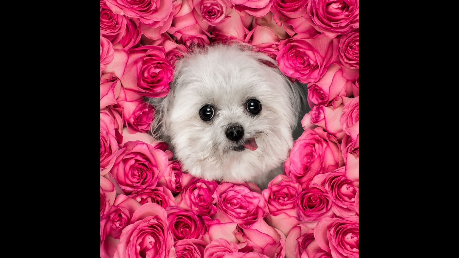 Norbert's face blooms in the middle of a collection of pink roses.