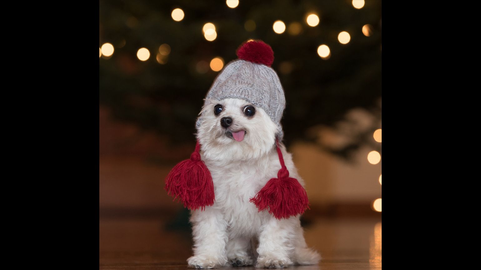 A holiday festive Norbert wearing a pom-pom hat.