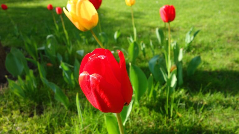 Planting hope for spring with tulip bulbs