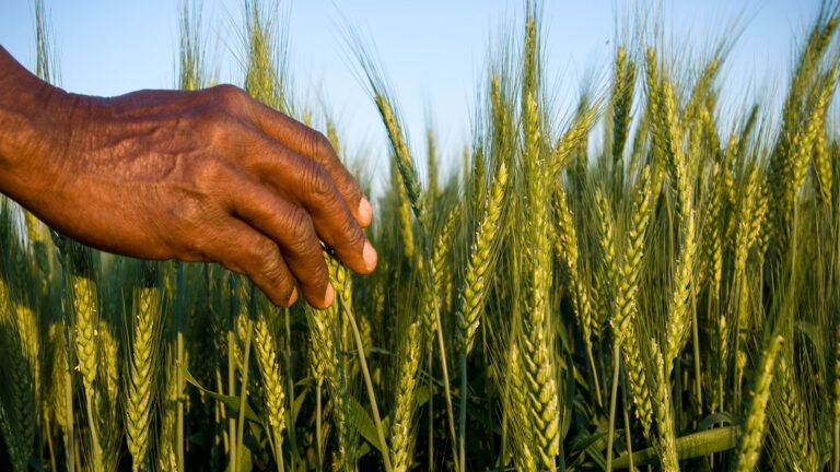 A hand reaching out to pick wheat grains.