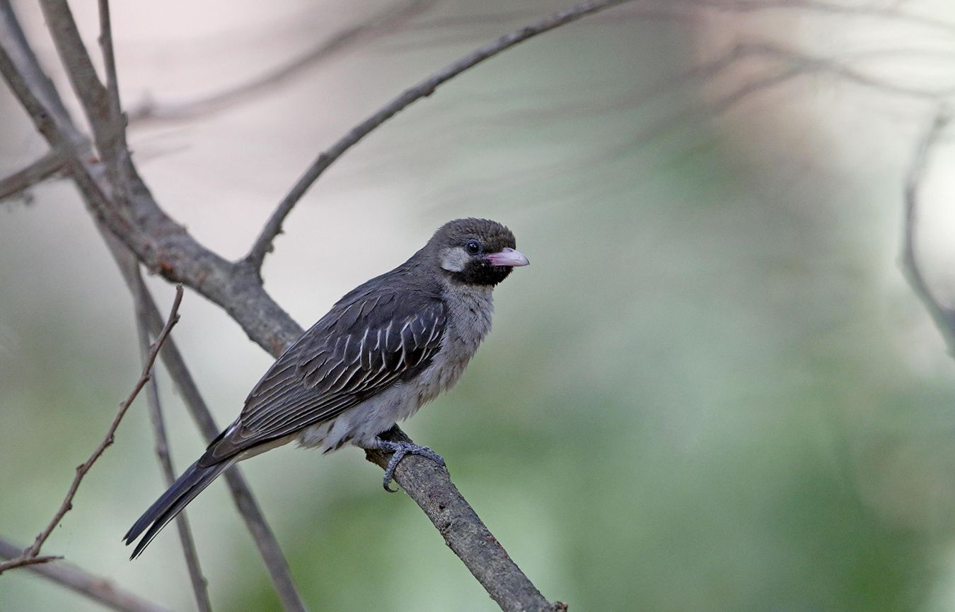 In Africa, greater honeyguide birds respond to human calls to lead people to hone