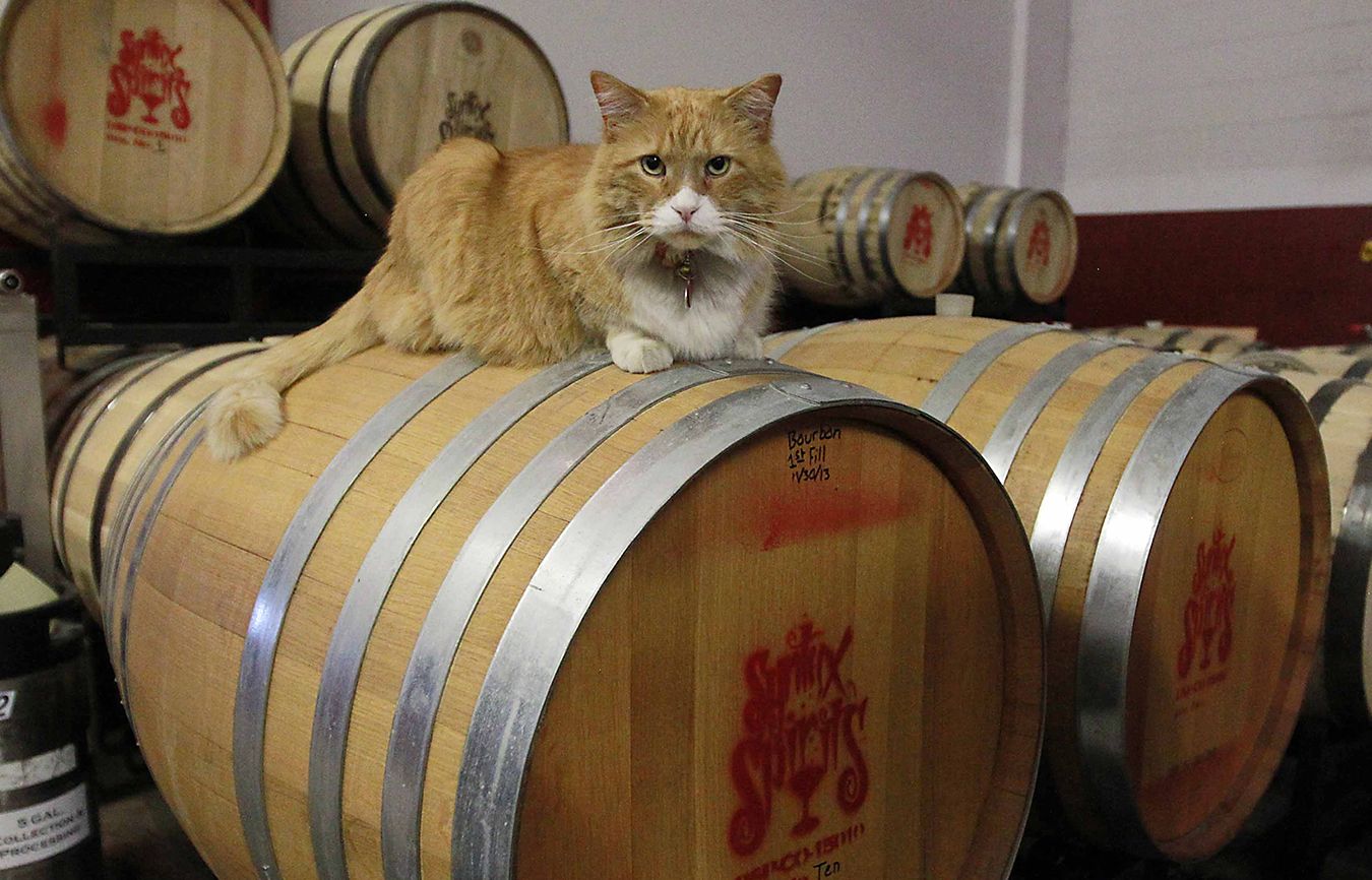 There are many cats mousing and mingling in America’s distilleries, breweries, vineyards, bars and pubs