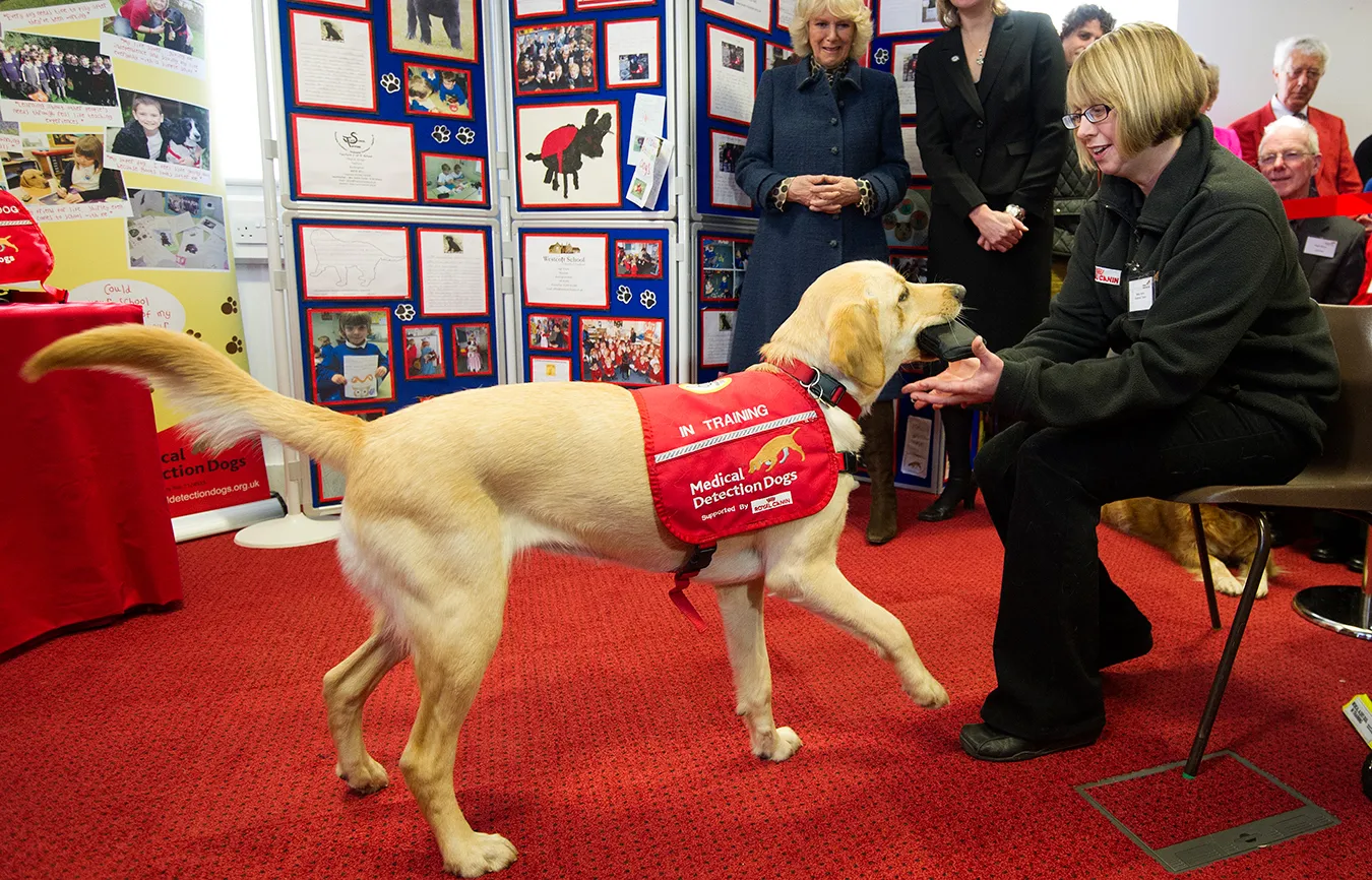 The folks at Penn Vet Working Dog Center are training pups to identify the scent of ovarian cancer using tissue and blood samples from people who are afflicted with the disease