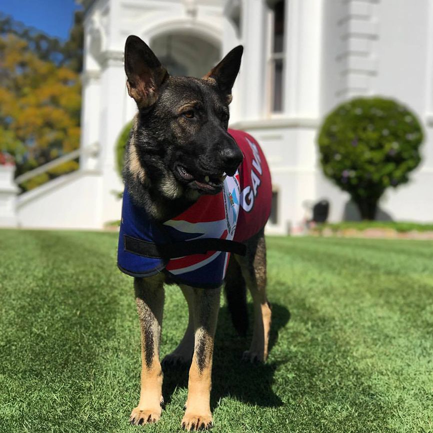Gavel, a German shepherd who was named Vice-Regal Dog of the Government House in Brisbane, Australi