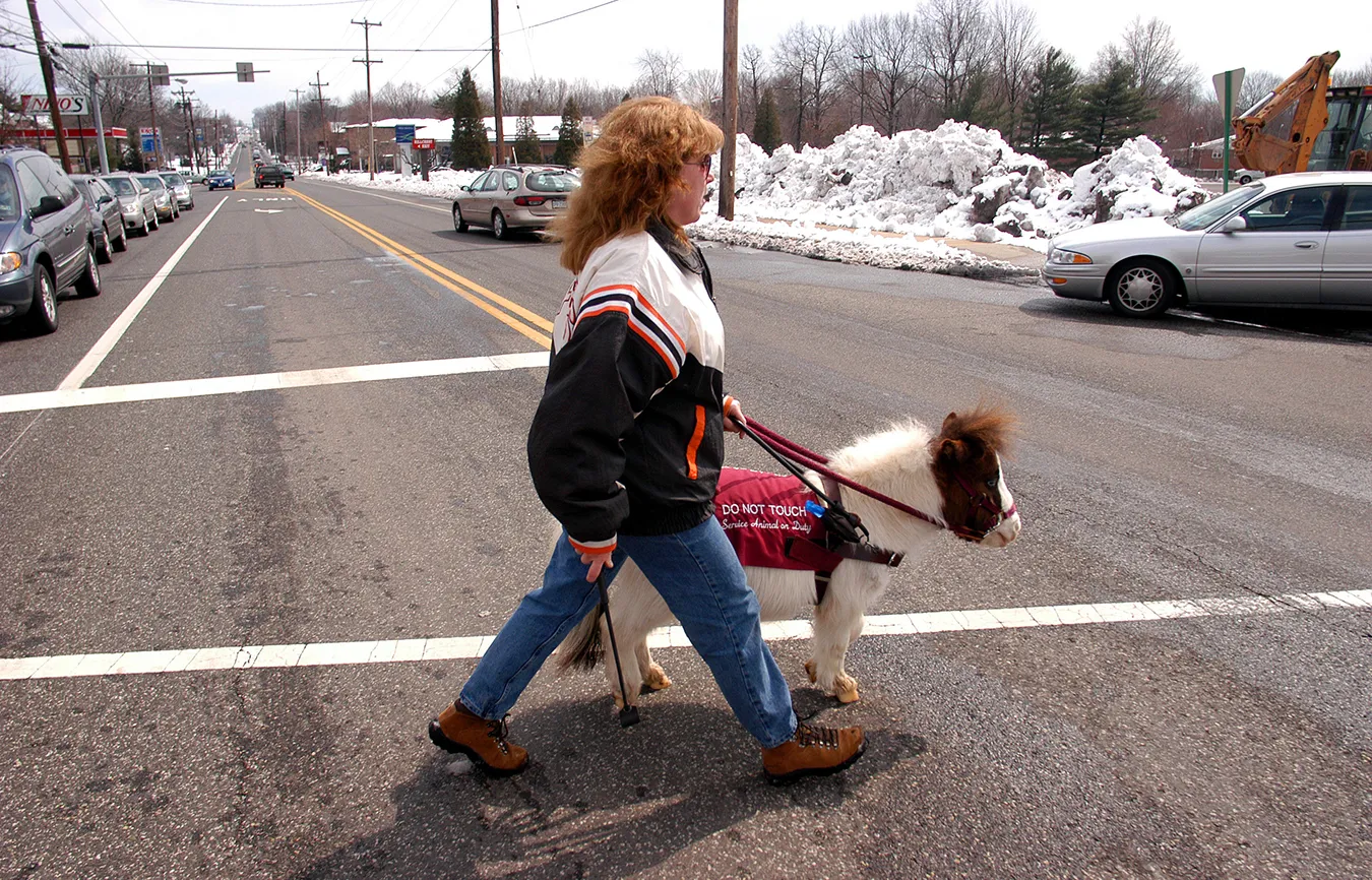 Miniature horses are ideal service animals for people who are allergic to dogs or who want a guide animal with a longer life span.