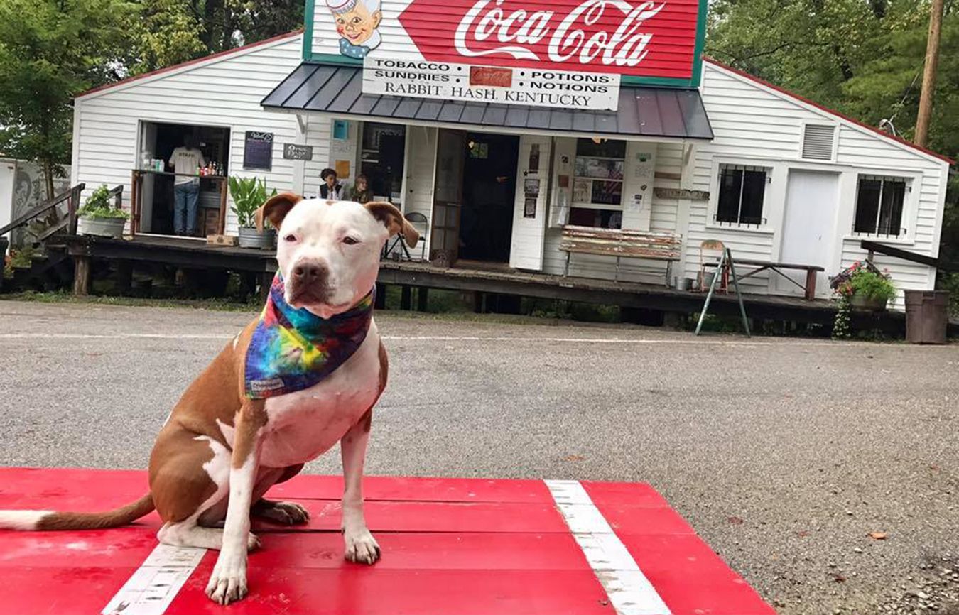 Pit bull Brynneth Pawltro, or Brynn for short, currently serves as mayor of Rabbit Hash, Kentucky