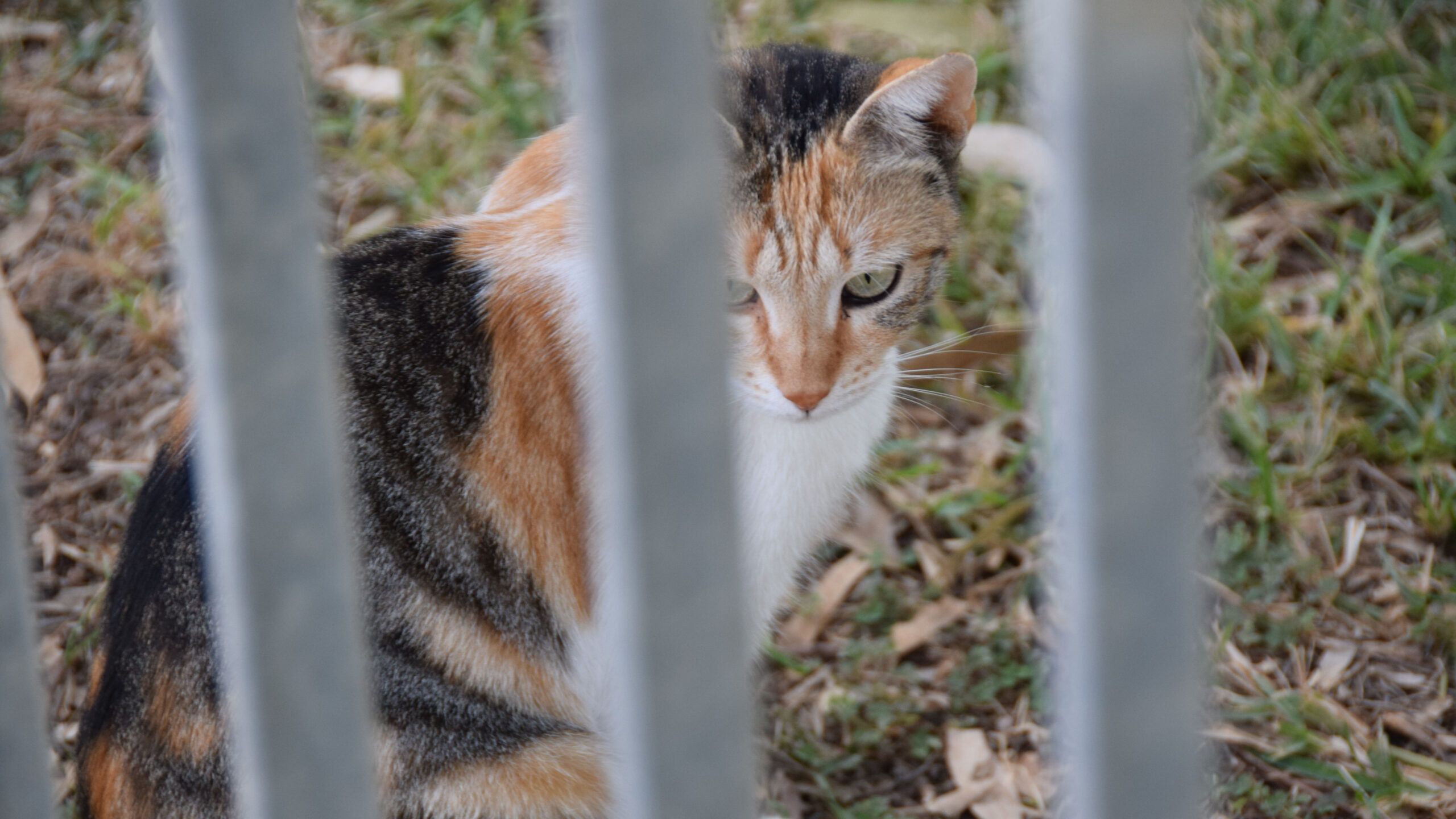 Cat sits behind fence in Acre, Photo credit: Brooke Obie