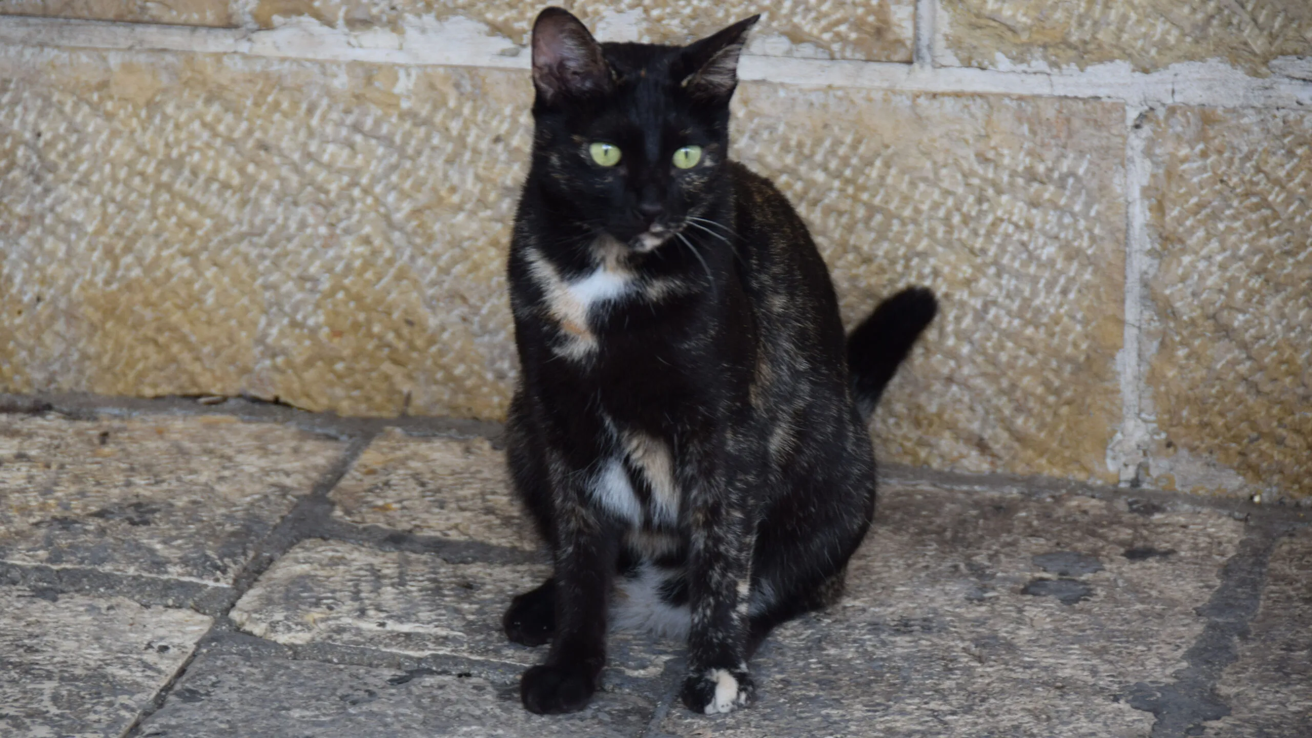 Cat on a street in Acre, Photo credit: Brooke Obie