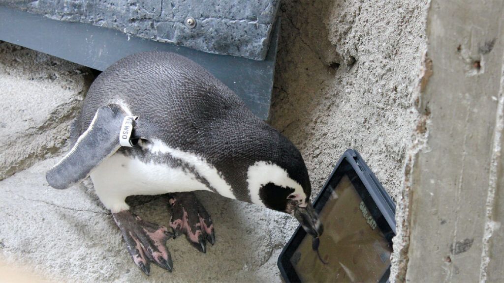 A penguin uses its beak to manipulate a touch screen.
