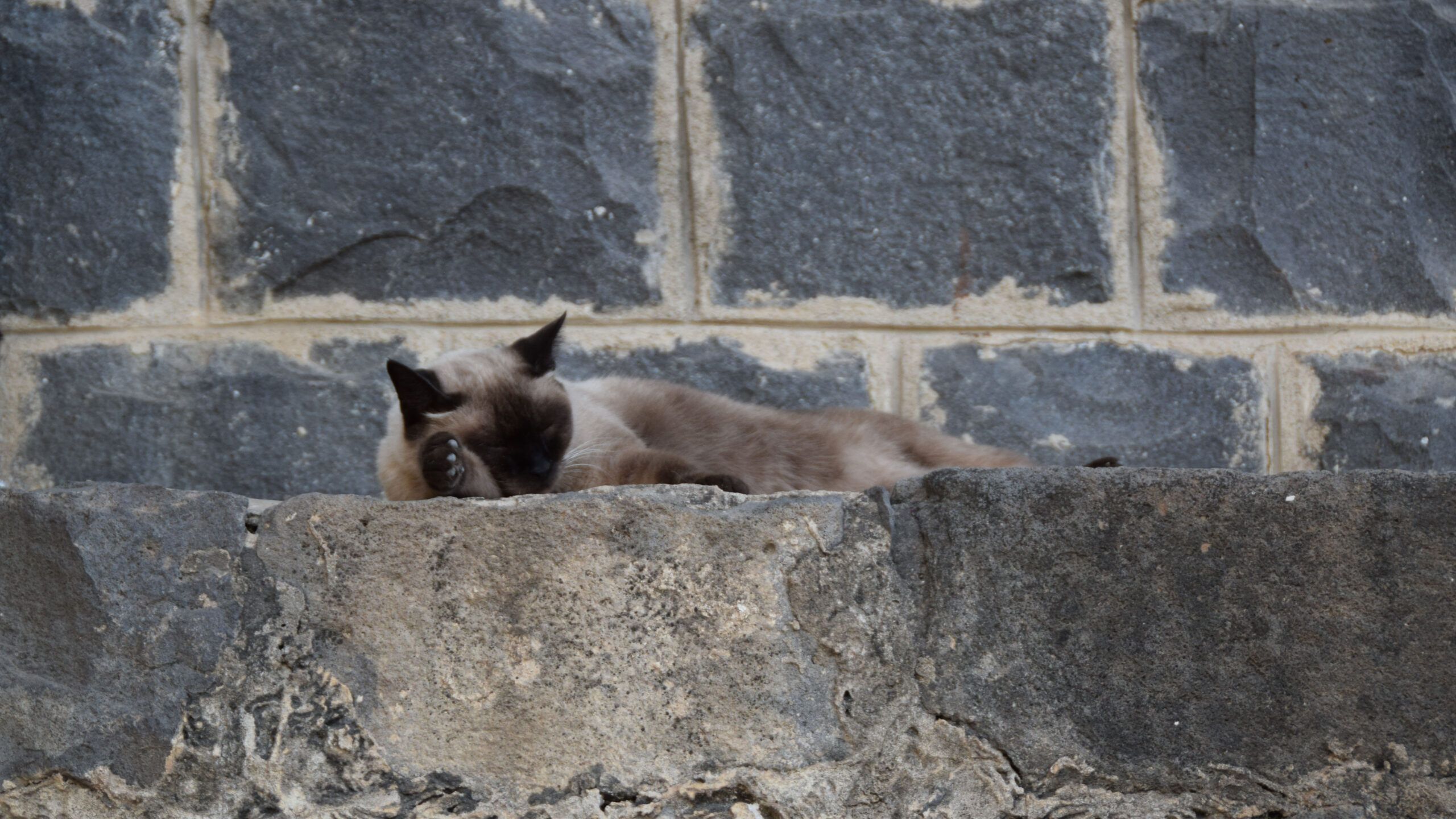 Cat on a ledge of the Chapel of the Primacy, Photo credit: Brooke Obie